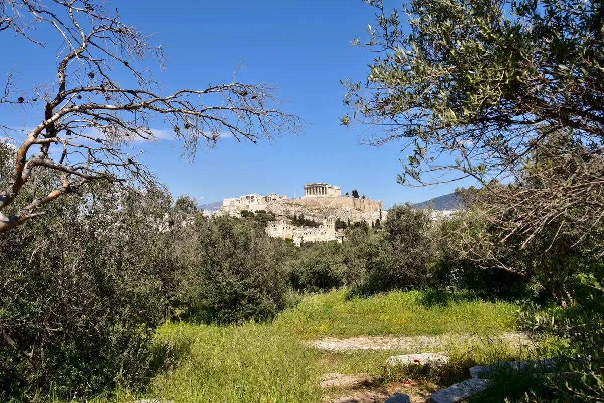 The Parthenon seen across the olive trees from the free path on Philopappos Hill, Athens on a budget, Greece
